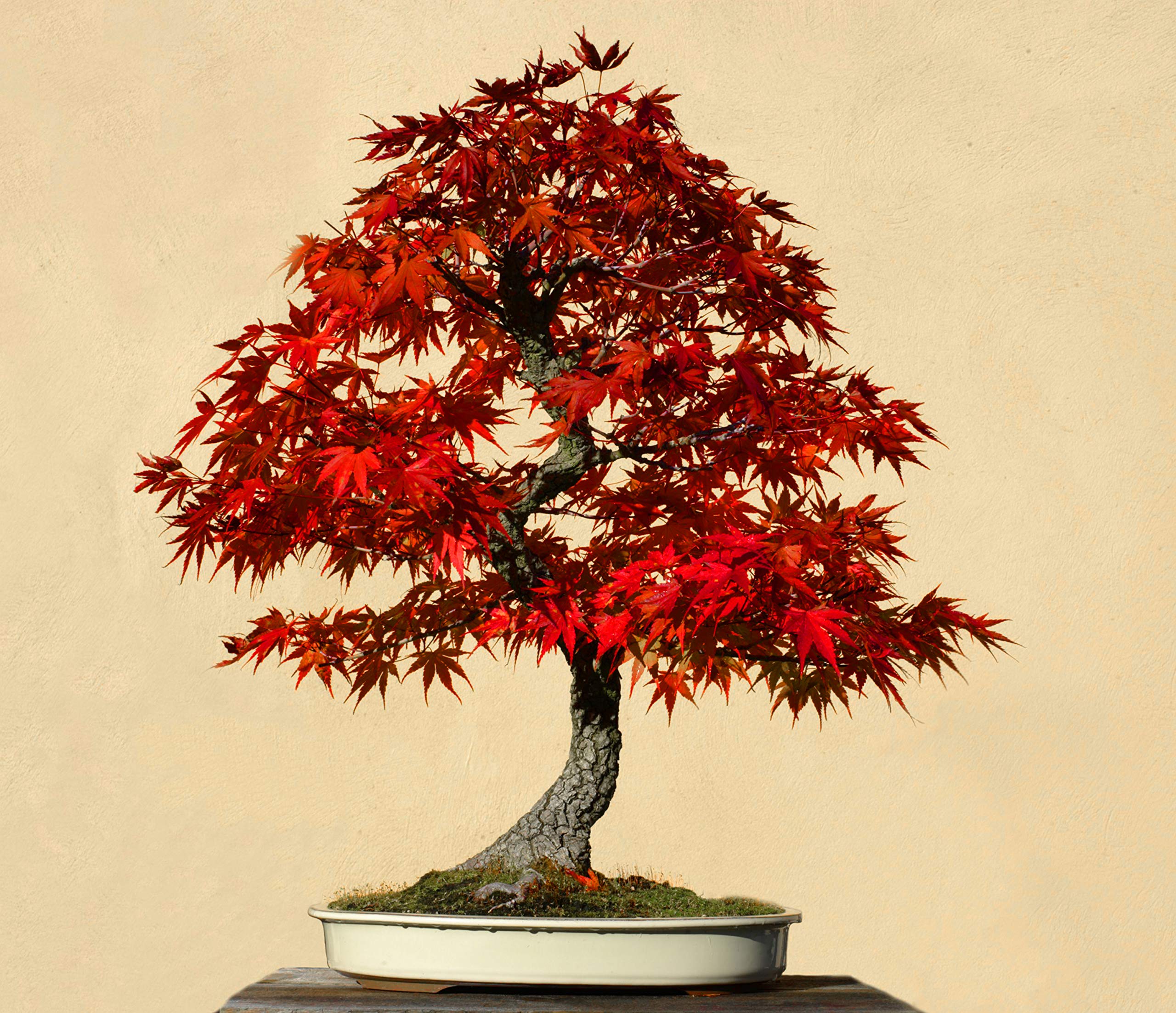 10Pcs Red Maple Seeds Bonsai Ornamental Plants Garden Indoor